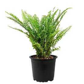 NEPHROLEPIS EXALTATA BOSTENIENSIS, BOSTON FERN - PLANT 