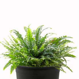 NEPHROLEPIS EXALTATA BOSTENIENSIS, BOSTON FERN - PLANT 