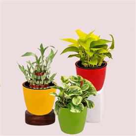 SET OF 3 SMALL PLANTS FOR LUCK 