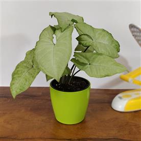 SYNGONIUM VARIEGATED - PLANT   