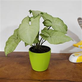 SYNGONIUM VARIEGATED - PLANT   
