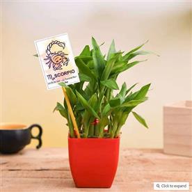 2 LAYER LUCKY BAMBOO FOR SCORPIO OR VRISHCHIKA RASHI - PLANT  