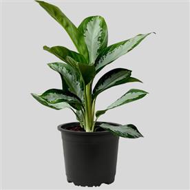 AGLAONEMA DIAMOND BAY - PLANT 