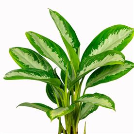 AGLAONEMA DIAMOND BAY - PLANT 