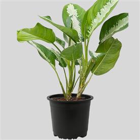 AGLAONEMA JUBILEE PETITE - PLANT 