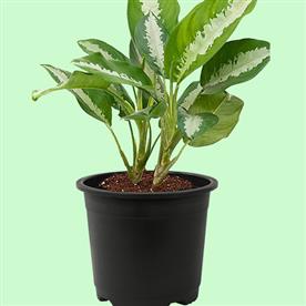 AGLAONEMA JUBILEE PETITE - PLANT 
