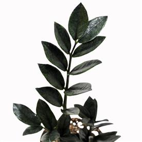 ZAMIOCULCAS ZAMIIFOLIA, ZZ BLACK - PLANT  