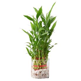 BRAIDED ARRANGEMENT LUCKY BAMBOO IN A GLASS VASE WITH PEBBLES 