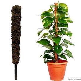 MOSS STICK (3 FEET) (SET OF 2) 