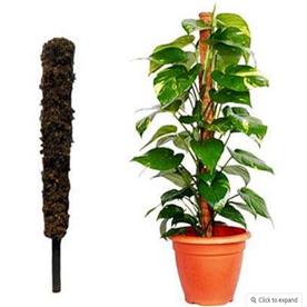 MOSS STICK (2 FEET) (SET OF 2)  