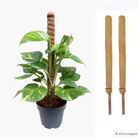 2FT COIR POLE (SET OF 2)  