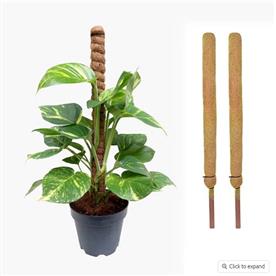 3FT COIR POLE (SET OF 2) 
