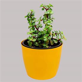 ELEPHANT BUSH, PORTULACARIA AFRA, JADE PLANT (GREEN) - SUCCULENT PLANT   