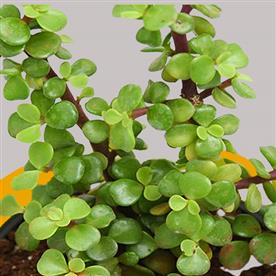 ELEPHANT BUSH, PORTULACARIA AFRA, JADE PLANT (GREEN) - SUCCULENT PLANT   