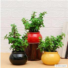 PACK OF 3 GOOD LUCK JADE PLANTS IN CERAMIC POTS 