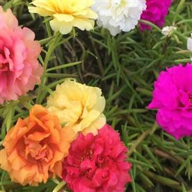 PORTULACA, 9 O CLOCK (ANY COLOR) - PLANT 