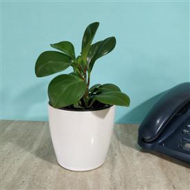 PEPEROMIA MAGNOLIIFOLIA - SUCCULENT PLANT    