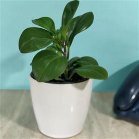 PEPEROMIA MAGNOLIIFOLIA - SUCCULENT PLANT    