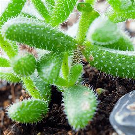 PICKLE CACTUS, DELOSPERMA ECHINATUM - SUCCULENT PLANT 