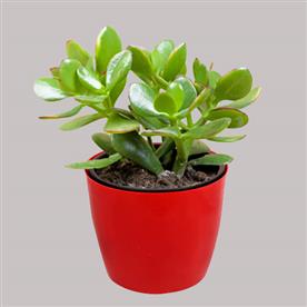 JADE PLANT FOR CANCER OR KARK RASHI - PLANT  