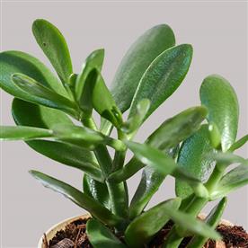JADE PLANT FOR CANCER OR KARK RASHI - PLANT  