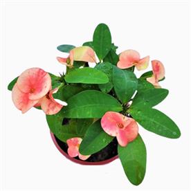 EUPHORBIA (PEACH) - SUCCULENT PLANT 