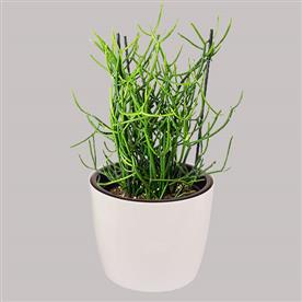 PENCIL TREE, EUPHORBIA TIRUCALLI - SUCCULENT PLANT  