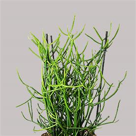 PENCIL TREE, EUPHORBIA TIRUCALLI - SUCCULENT PLANT  