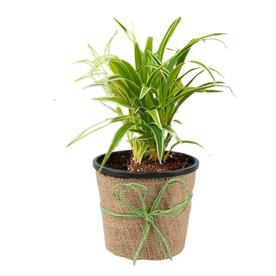 CHLOROPHYTUM, SPIDER  