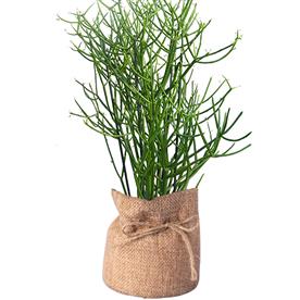 PENCIL TREE, EUPHORBIA TIRUCALLI - SUCCULENT PLANT 
