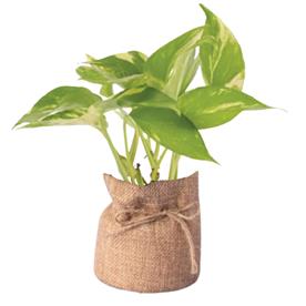  MONEY PLANT MARBLE QUEEN 