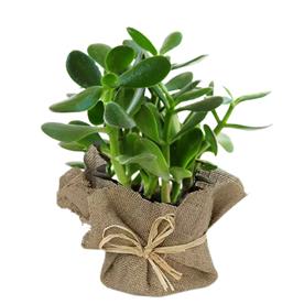 JADE PLANT FOR CANCER OR KARK RASHI - PLANT 