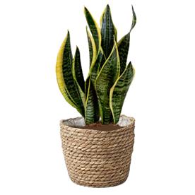  SANSEVIERIA TRIFASCIATA HAHNII, SNAKE PLANT 