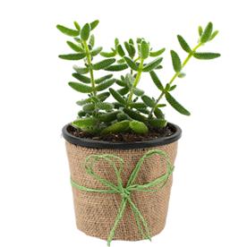 PICKLE CACTUS, DELOSPERMA ECHINATUM - SUCCULENT PLANT 
