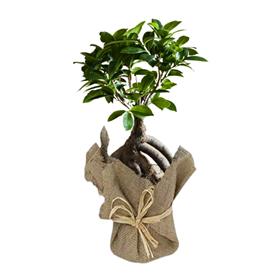  FICUS BONSAI 