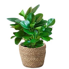PEPEROMIA MAGNOLIIFOLIA - SUCCULENT PLANT 