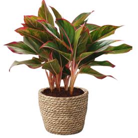 AGLAONEMA SIAM AURORA, AGLAONEMA LIPSTICK - PLANT 