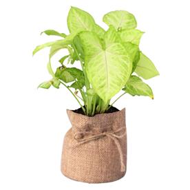  SYNGONIUM VARIEGATED 