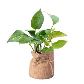 MONEY PLANT, SCINDAPSUS (GREEN) - PLANT 