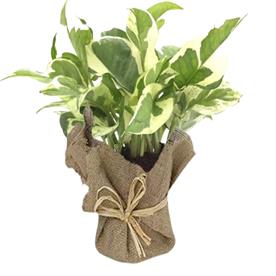  MONEY PLANT MARBLE PRINCE, SCINDAPSUS N JOY 
