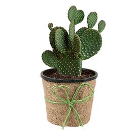 RED BUNNY CACTUS, OPUNTIA MICRODASYS 