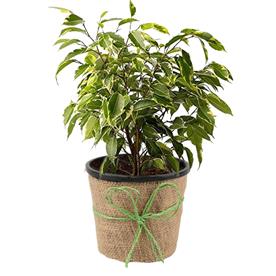 FICUS BENJAMINA VARIEGATA, VARIEGATED WEEPING FIG 