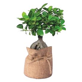 FICUS BONSAI - PLANT 