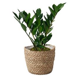  ZAMIOCULCAS ZAMIIFOLIA, ZZ PLANT 
