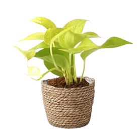 MONEY PLANT GOLDEN, SCINDAPSUS GOLDEN  
