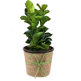  FICUS LYRATA BAMBINO, DWARF FIDDLE LEAF FIG  
