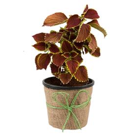  COLEUS (MAROON) 
