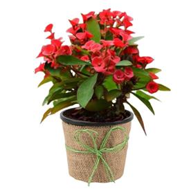  EUPHORBIA (RED) - SUCCULENT PLANT  