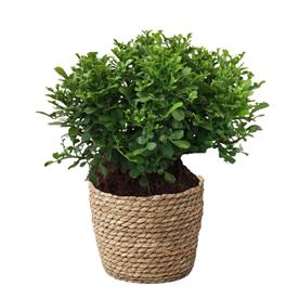  MURRAYA PANICULATA, CALCUTTA KAMINI 