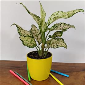 AGLAONEMA COSTATUM, CHINESE EVERGREEN (GREEN) - PLANT 